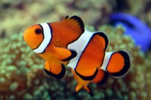 Ocellaris-Clownfish